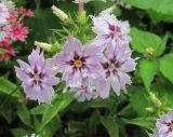 Phlox drummondii