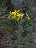 Senecio propinquus