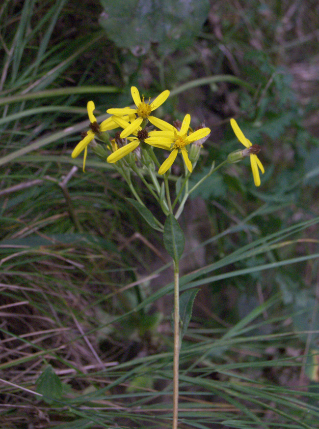 Image of Senecio propinquus specimen.
