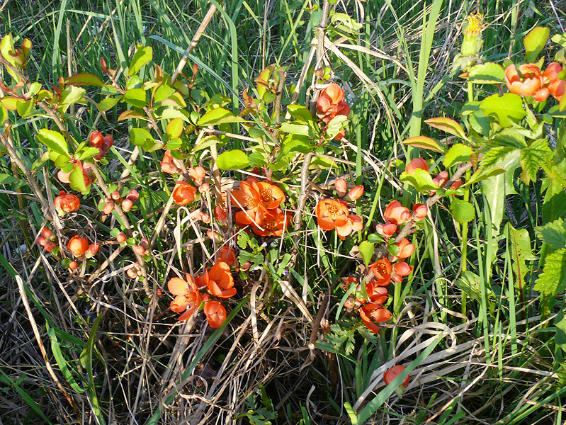 Изображение особи Chaenomeles japonica.