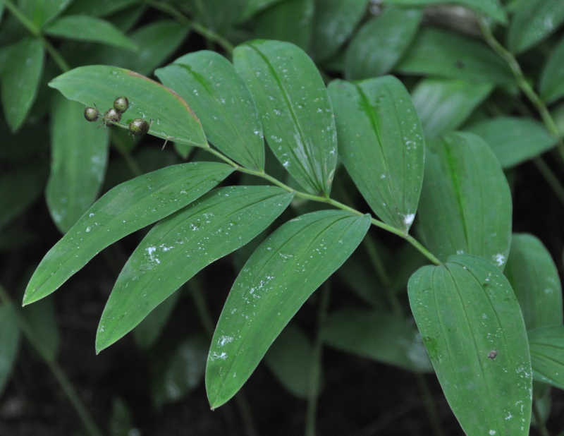 Image of Smilacina dahurica specimen.