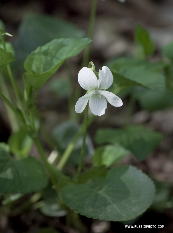 Image of Viola sieheana specimen.