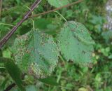 Betula pubescens