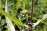 Eclipta prostrata