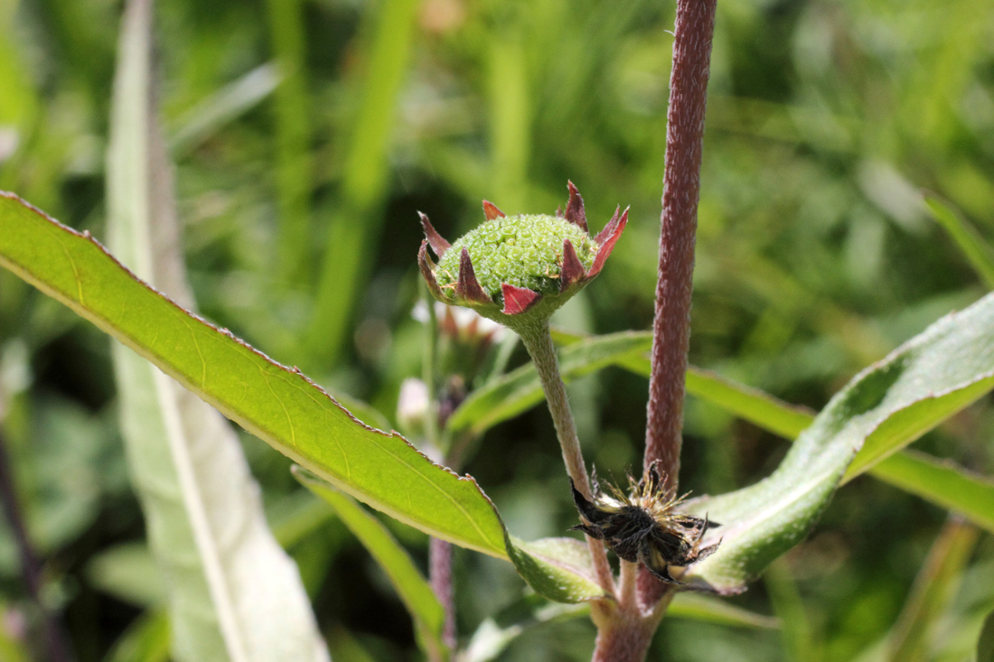 Изображение особи Eclipta prostrata.