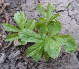 Cardamine bulbifera. Молодые листья (вид сверху). Курская обл., г. Железногорск, первый год в культуре. 23 апреля 2009 г.