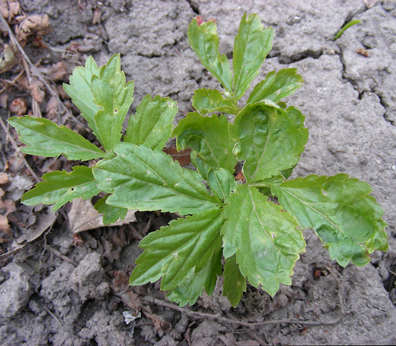 Image of Cardamine bulbifera specimen.