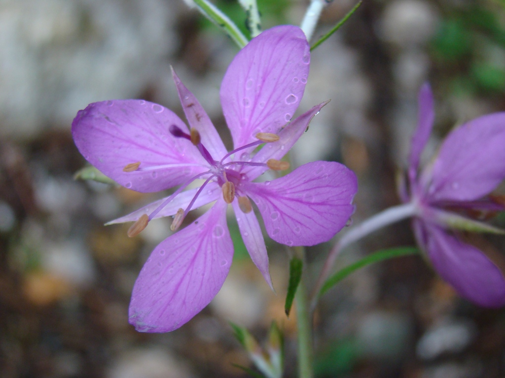 Изображение особи Chamaenerion colchicum.