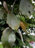 Fagus sylvatica разновидность purpurea. Листья ('Latifolia'). Нидерланды, г. Venlo, \"Floriada 2012\". 11.09.2012.