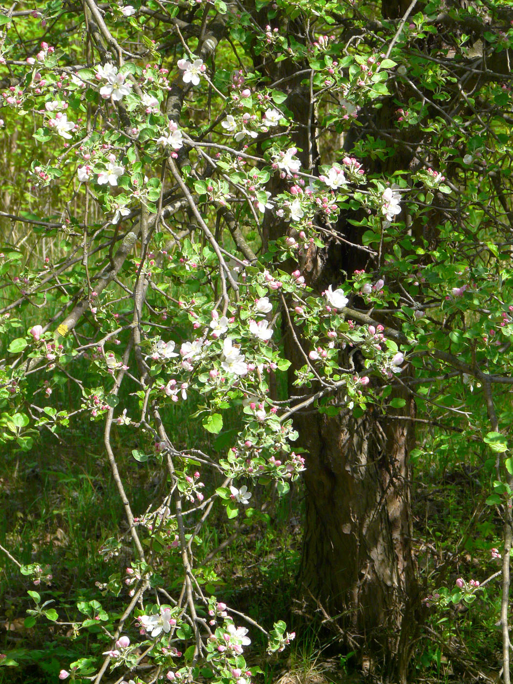 Изображение особи Malus domestica.