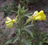 genus Oenothera