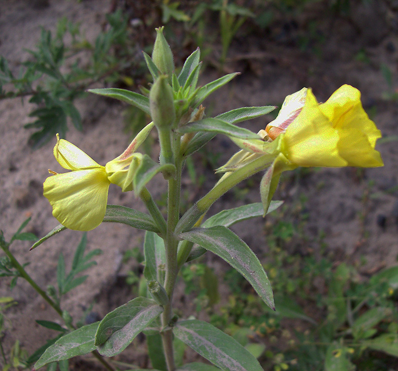 Изображение особи род Oenothera.