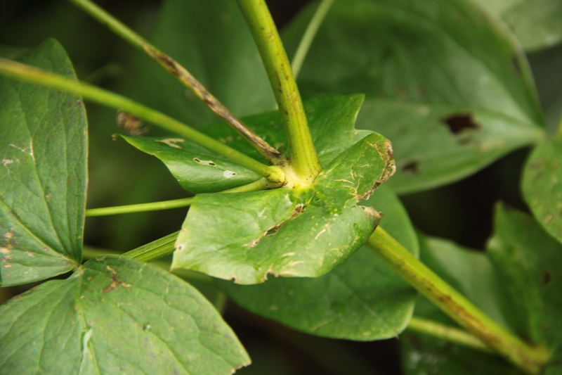 Image of Lathyrus davidii specimen.