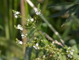 Veronica anagallis-aquatica