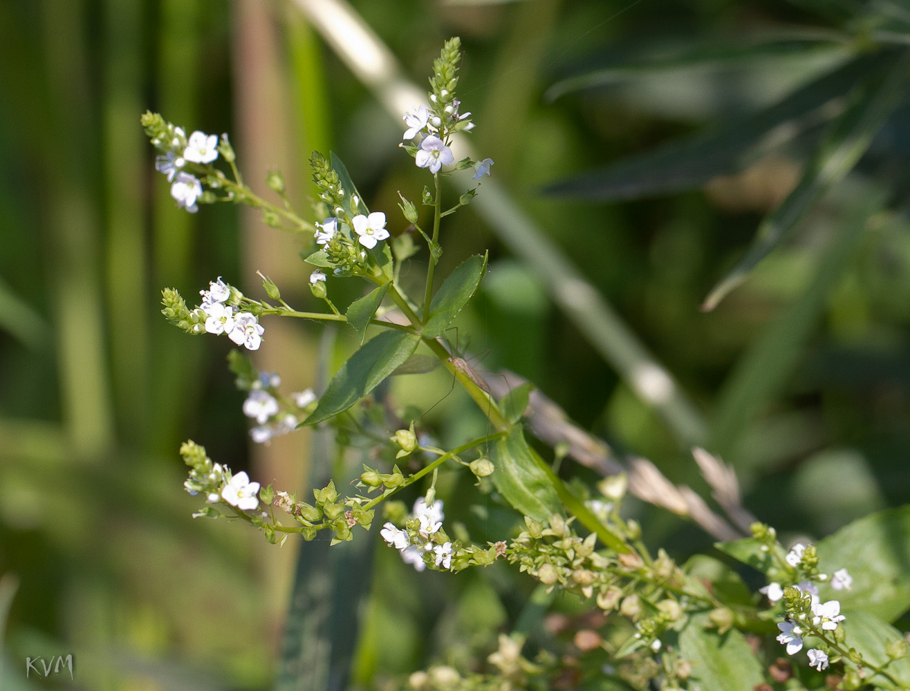 Image of Veronica anagallis-aquatica specimen.