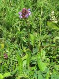 Prunella vulgaris