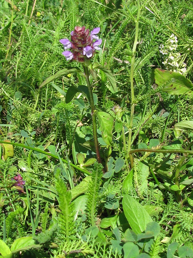 Image of Prunella vulgaris specimen.