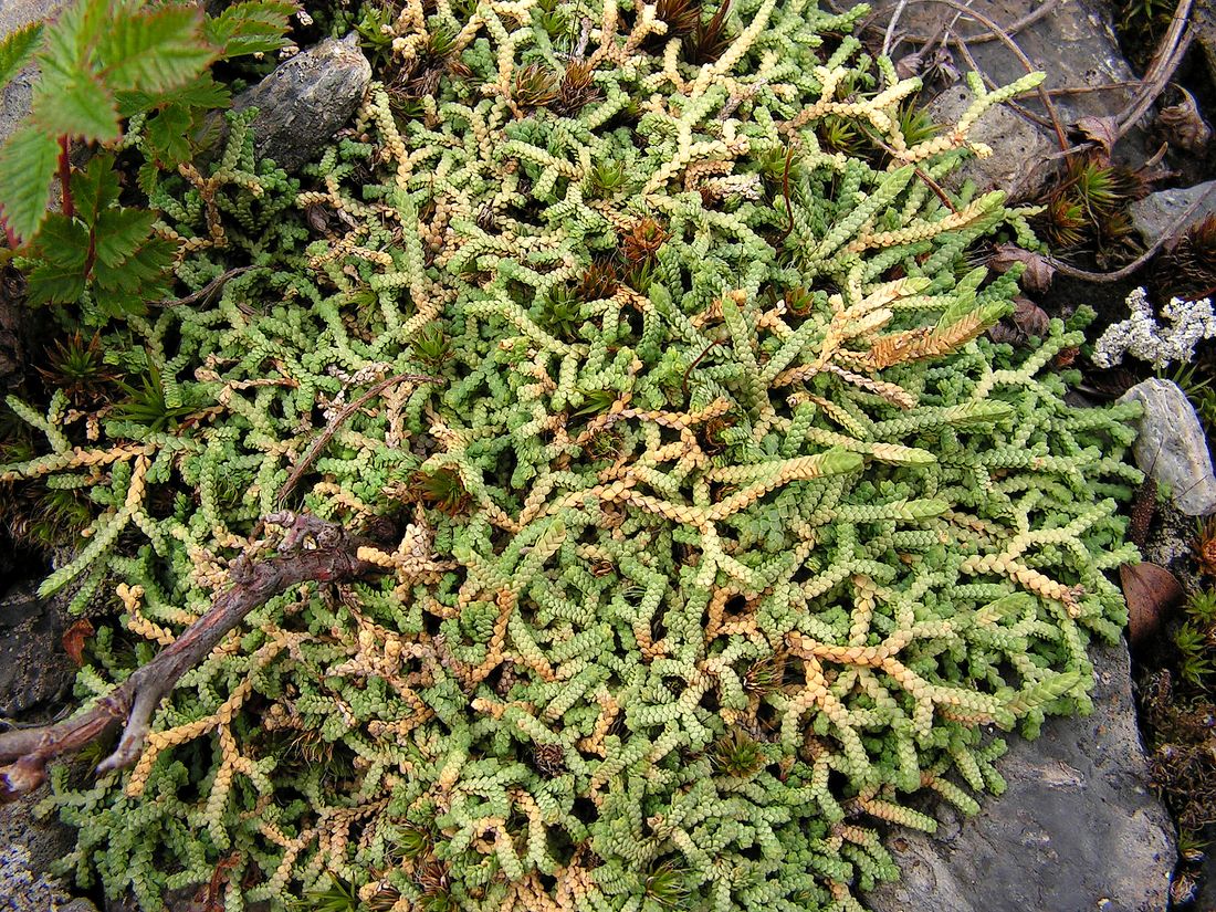 Image of Selaginella borealis specimen.