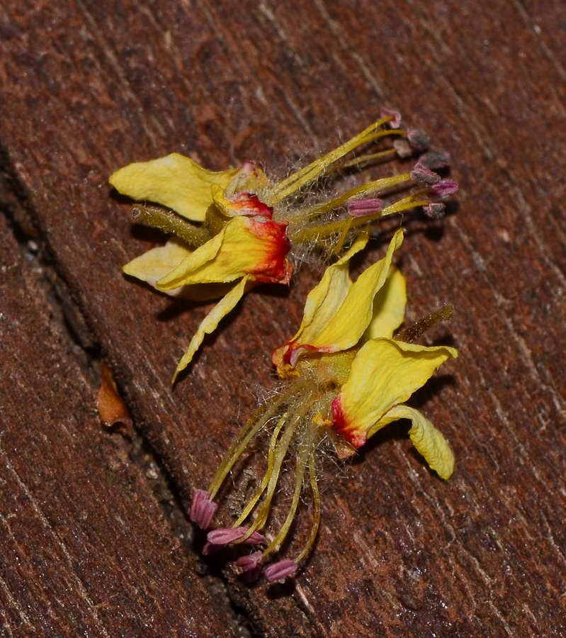 Image of Koelreuteria bipinnata specimen.