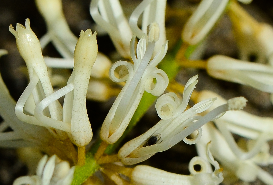 Изображение особи Macadamia tetraphylla.