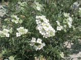 Smelowskia alba