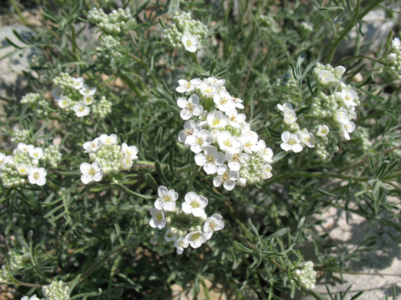 Image of Smelowskia alba specimen.