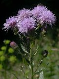 Cirsium setosum