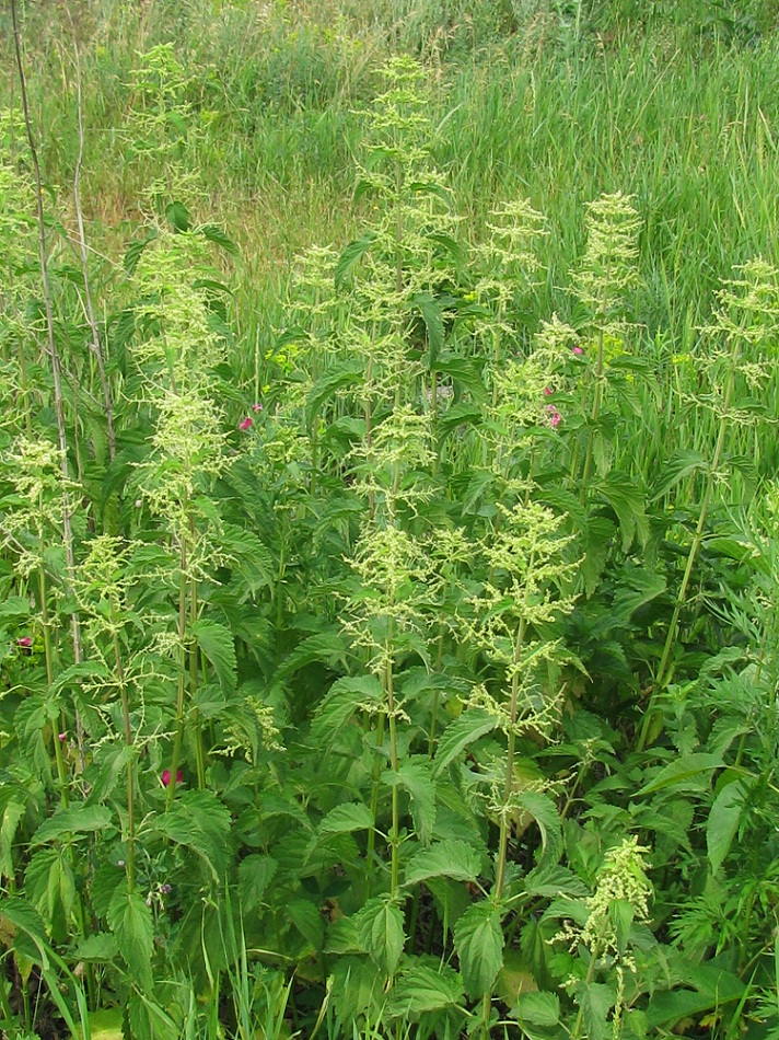 Изображение особи Urtica dioica.
