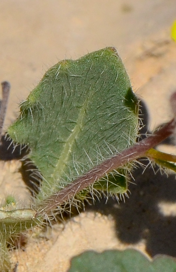Image of Diplotaxis harra specimen.