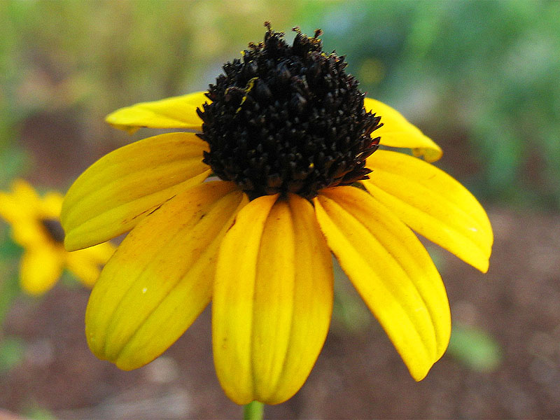 Изображение особи Rudbeckia fulgida.