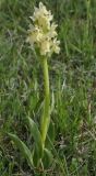 Dactylorhiza sambucina