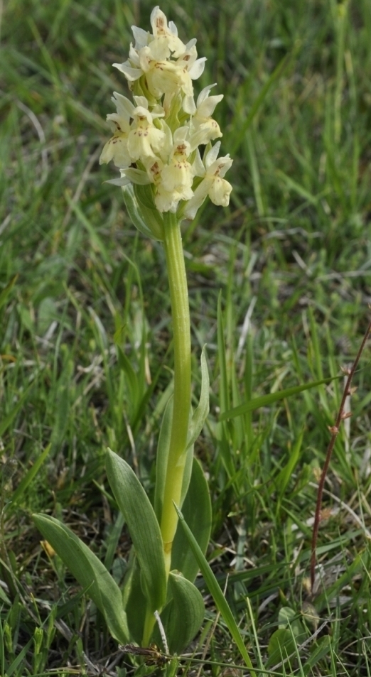 Image of Dactylorhiza sambucina specimen.