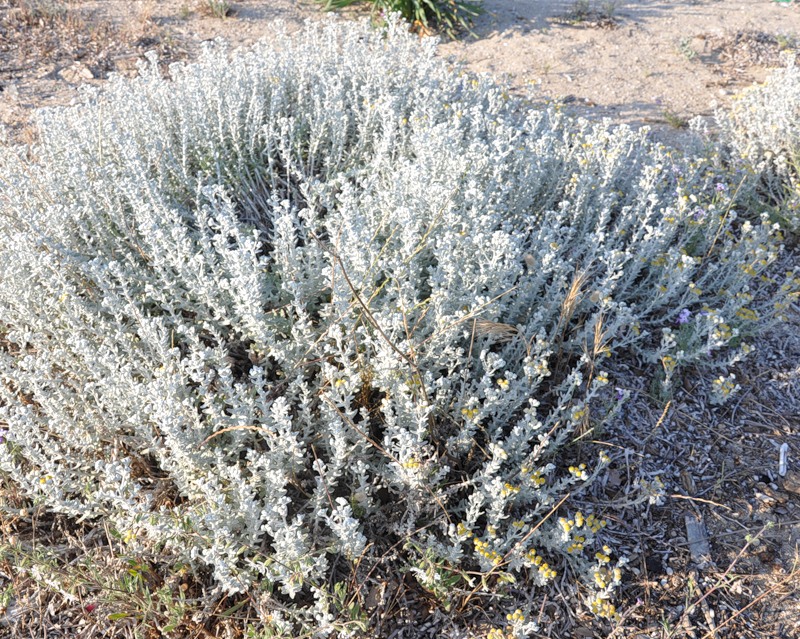 Image of Otanthus maritimus specimen.
