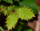 Alectryon tomentosum. Молодой лист ювенильного растения (самосев). Израиль, Шарон, г. Герцлия, в культуре. 15.04.2013.