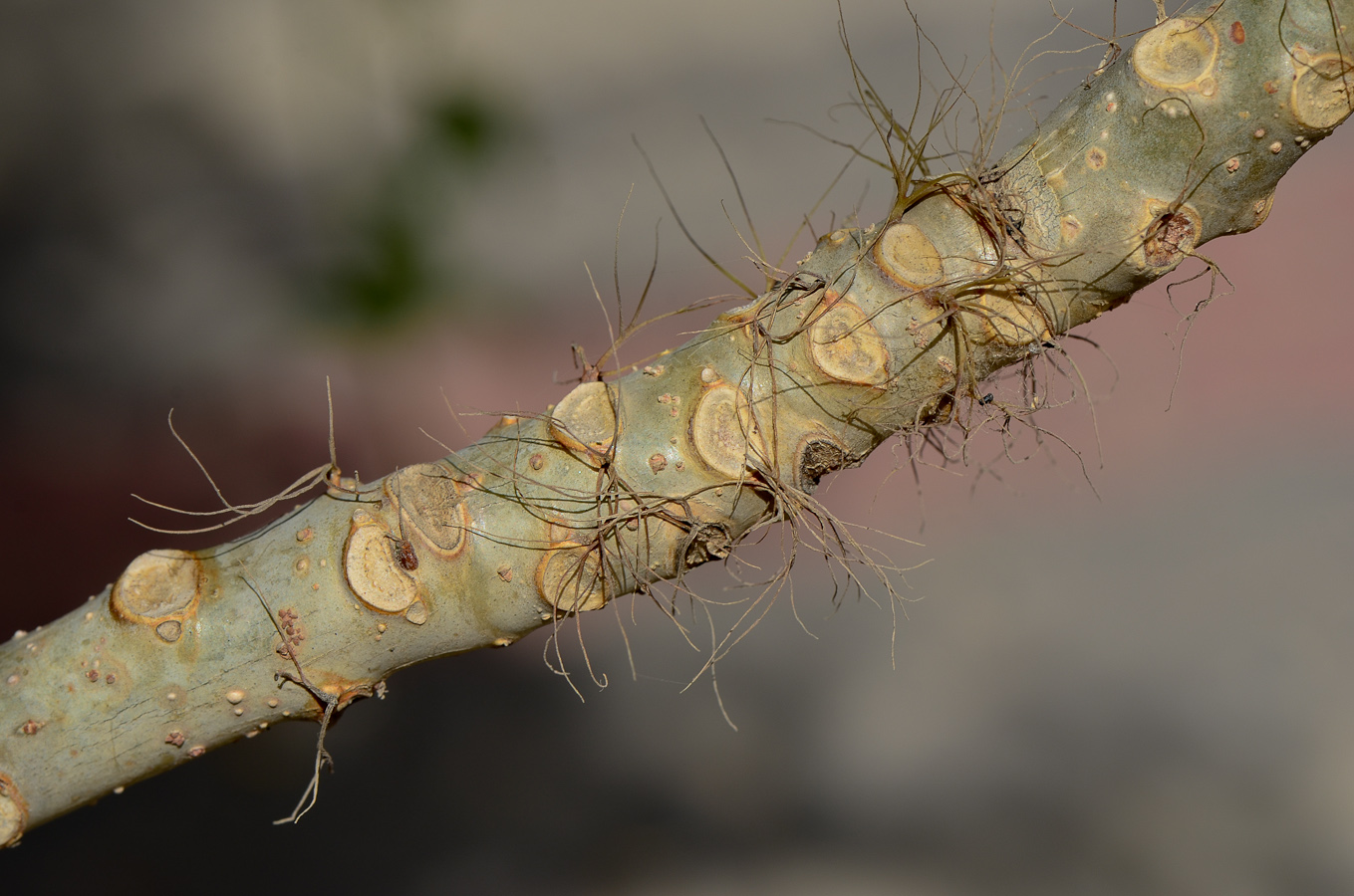 Image of Jatropha multifida specimen.