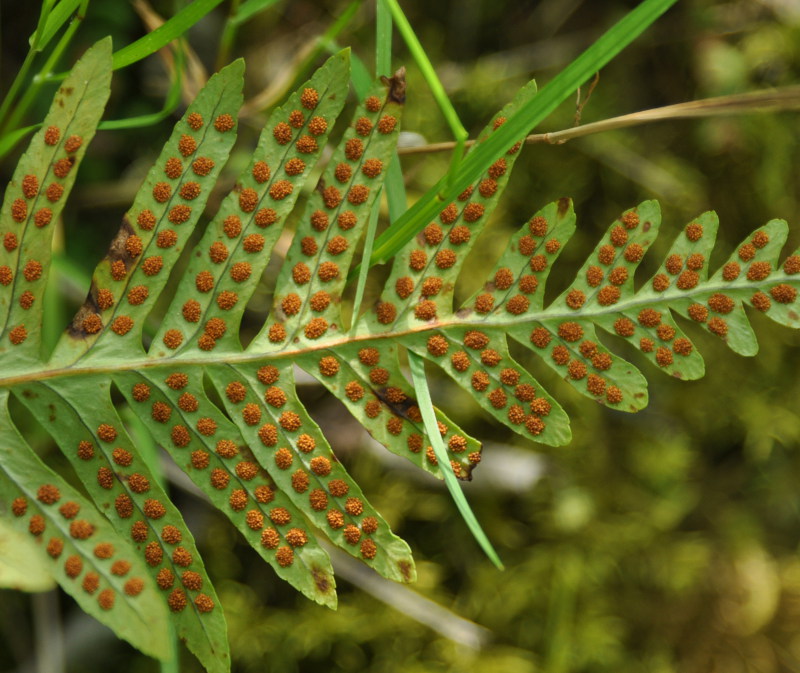 Изображение особи Polypodium vulgare.