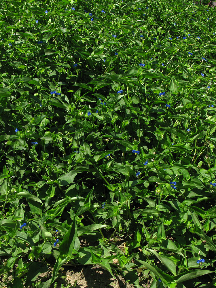 Изображение особи Commelina communis.