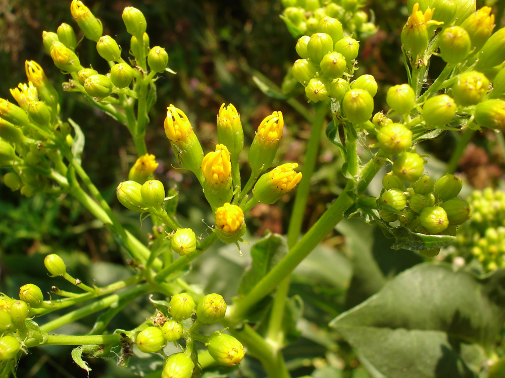 Изображение особи Senecio schwetzowii.