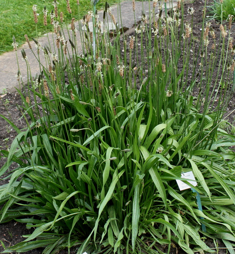Изображение особи Plantago lanceolata.