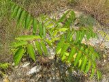 Ailanthus altissima. Молодое дерево. Краснодарский край, г. Геленджик, склон горы, опушка широколиственно-хвойного леса. 31.07.2013.