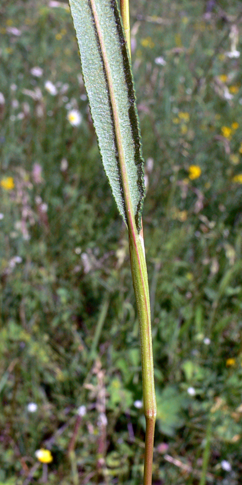 Image of Bistorta vivipara specimen.