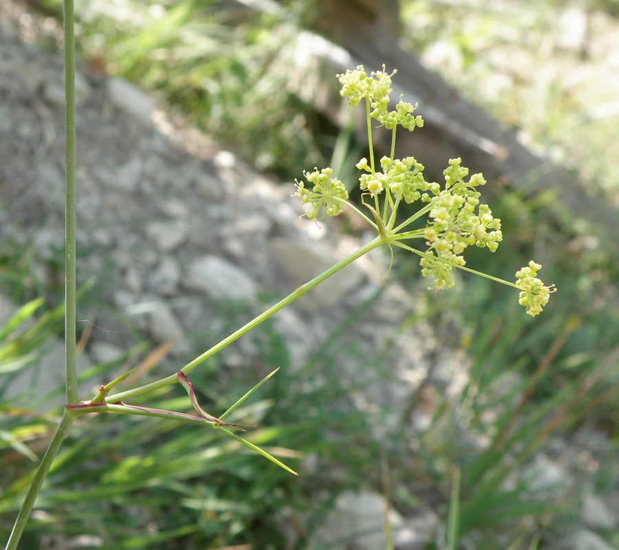 Изображение особи Peucedanum longifolium.