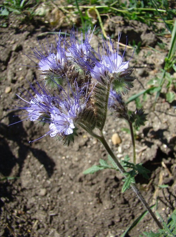 Image of Phacelia tanacetifolia specimen.
