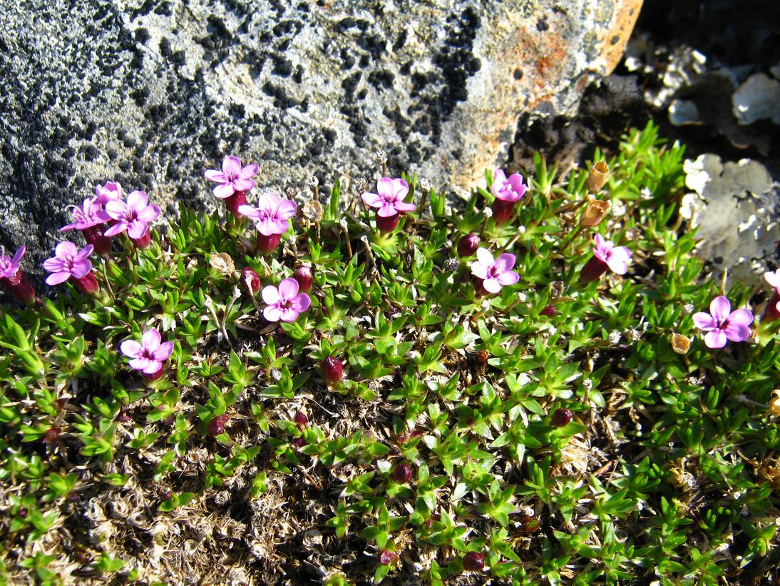 Image of Silene acaulis specimen.