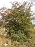 Crataegus taurica