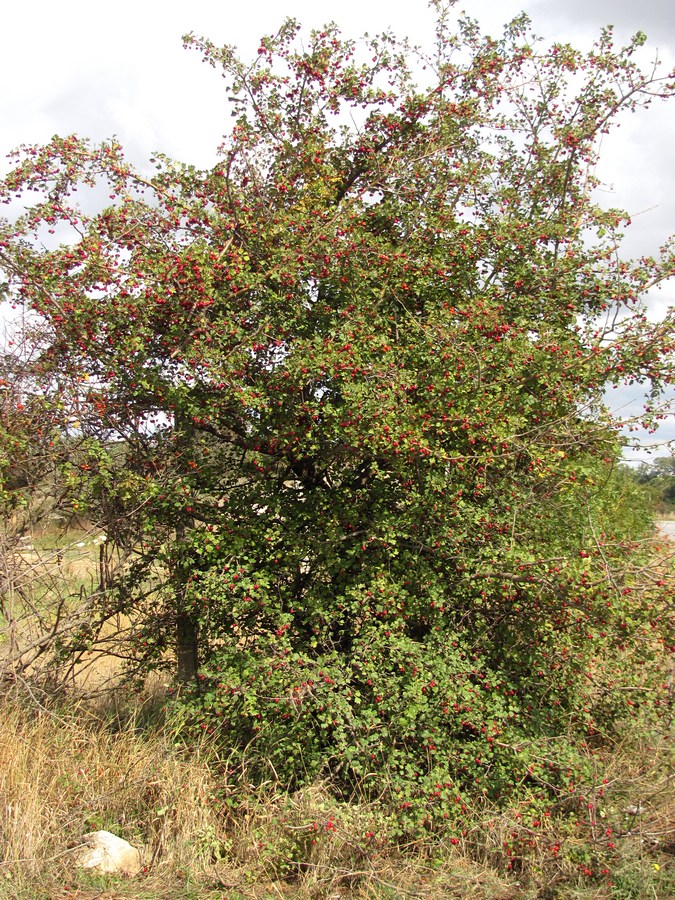 Image of Crataegus taurica specimen.
