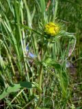 Inula britannica. Верхушка расцветающего растения. Свердловская обл., окр. г. Североуральск, на берегу заводи. 07.07.2013.