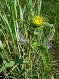 Inula britannica. Верхушка расцветающего растения. Свердловская обл., окр. г. Североуральск, на берегу заводи. 07.07.2013.