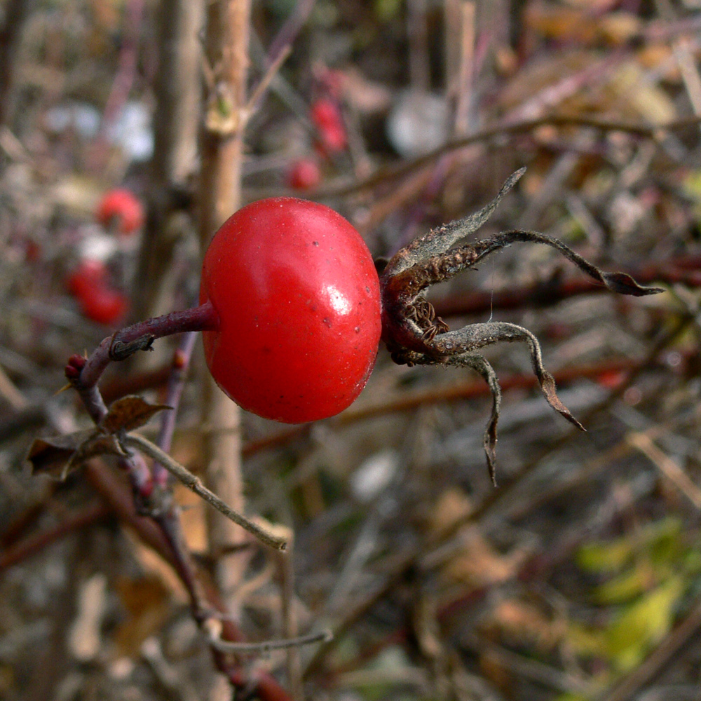 Image of Rosa cinnamomea specimen.