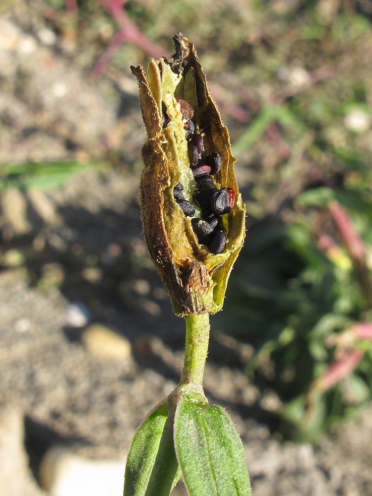 Изображение особи Saponaria officinalis.